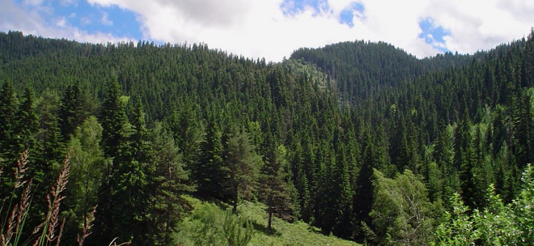 The Parangalitsa Reserve